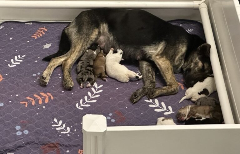 18 Outdoor Dogs Rescued from Winter Storm–and One Gives Birth Safe and Warm Inside Shelter