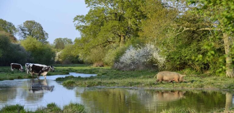 Astonishing 916% Increase in Breeding Birds Seen at England's Premier Rewilding Project