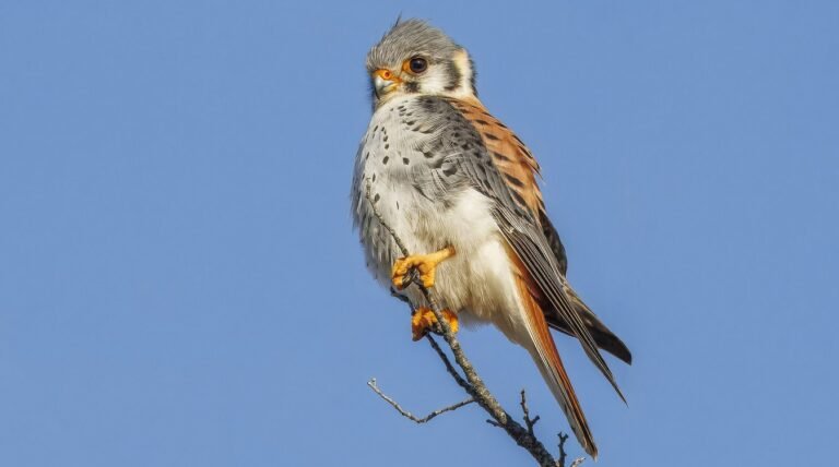 Cherry Crops Kept Safe from Diseases Thanks to Tiny Kestrel Hawks in Michigan