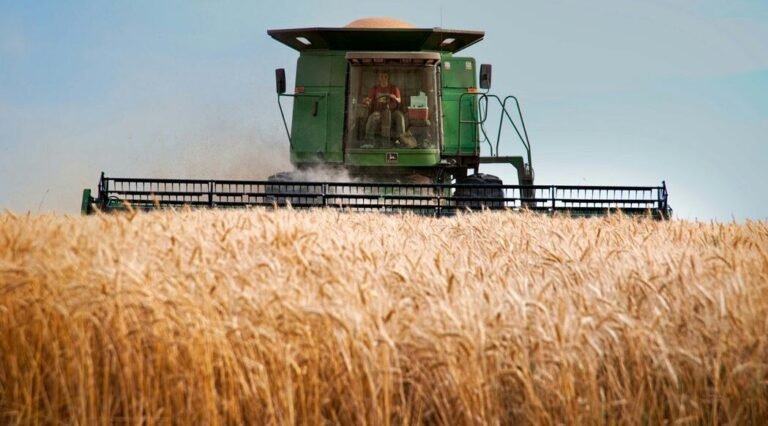 Farmers Enjoy Record Spring Harvests Despite Drought Thanks to Mixture of New and Old Methods