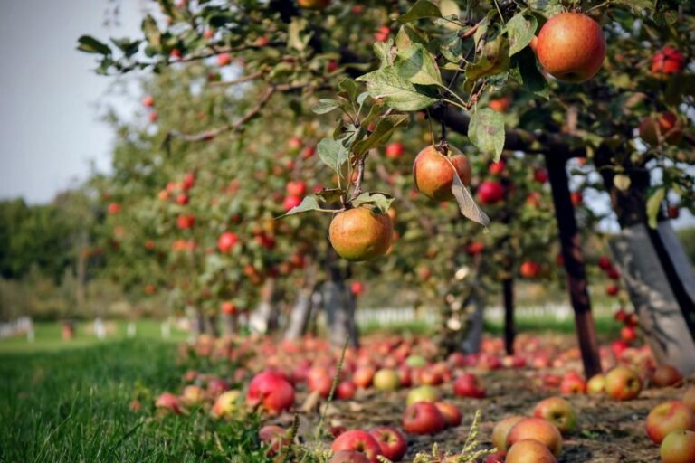 Man Donates Empty Field He Inherited to the Town on the Condition it Be Made Community Orchard Man Donates Empty Field He Inherited to the Town on the Condition it Be Made Community Orchard