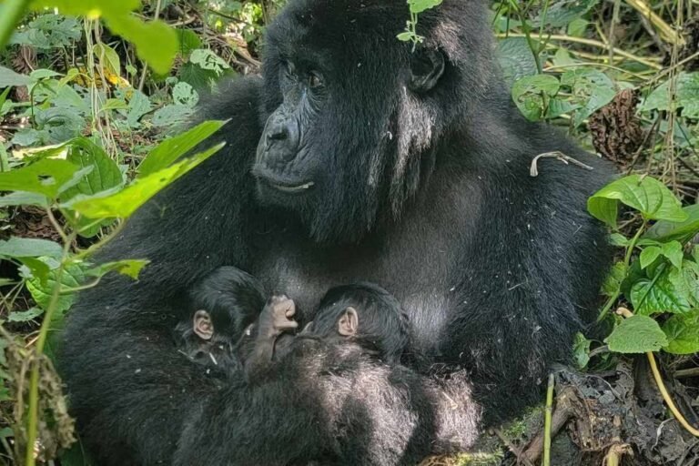 Rare Twins Born to Mountain Gorilla Family in Virunga National Park Rare Twins Born to Mountain Gorilla Family in Virunga National Park