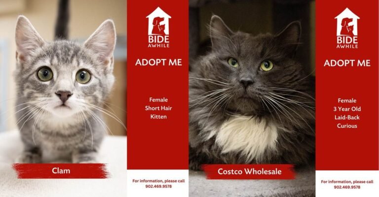 This Animal Shelter Closes, Emptied from Day After Day of Instant Adoptions: 'It's Been Nonstop'