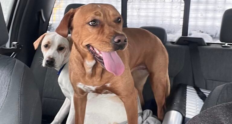 2 Dogs Rescued By ‘Animal Lover’-Plow Driver After He Saw Them Running Middle of a Blizzard 2 Dogs Rescued By 'Animal Lover'-Plow Driver After He Saw Them Running Middle of a Blizzard