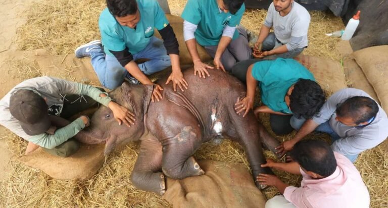 Acupuncture for Rescued Elephants Provides Relief from Chronic Pain and Nerve Damage in India Care Center