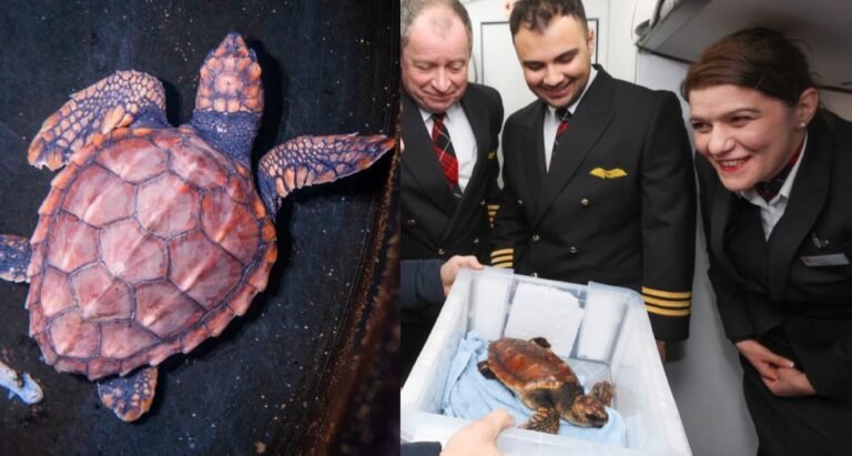 Airline Welcomes VIP Endangered Turtle Who Needed Hospital After it was Blown Off Course By Powerful Winter Storm