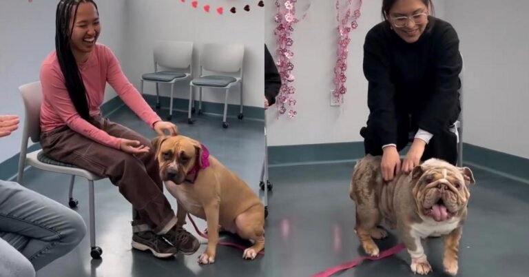 Animal shelter turns viral ‘choose your human’ AI video into reality Search