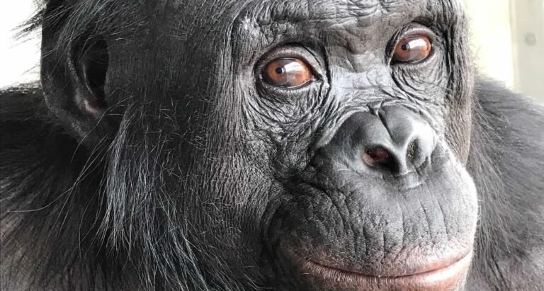 Apes Show Ability to Imagine During ‘Tea Party’ Experiments, and Scientists are Very Excited