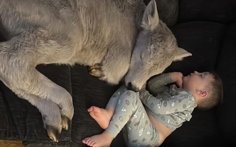 Farmers' Kids Cuddle Up with New Born Calf on the Couch After She Nearly Froze Outside