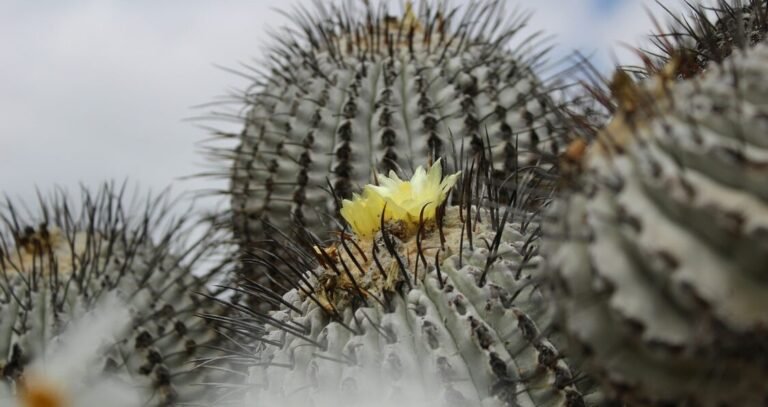 Giant Seed Vault Freezes Beneath Atacama Desert, Preserving Chile’s Floral Diversity For the Ages Giant Seed Vault Freezes Beneath Atacama Desert, Preserving Chile's Floral Diversity For the Ages