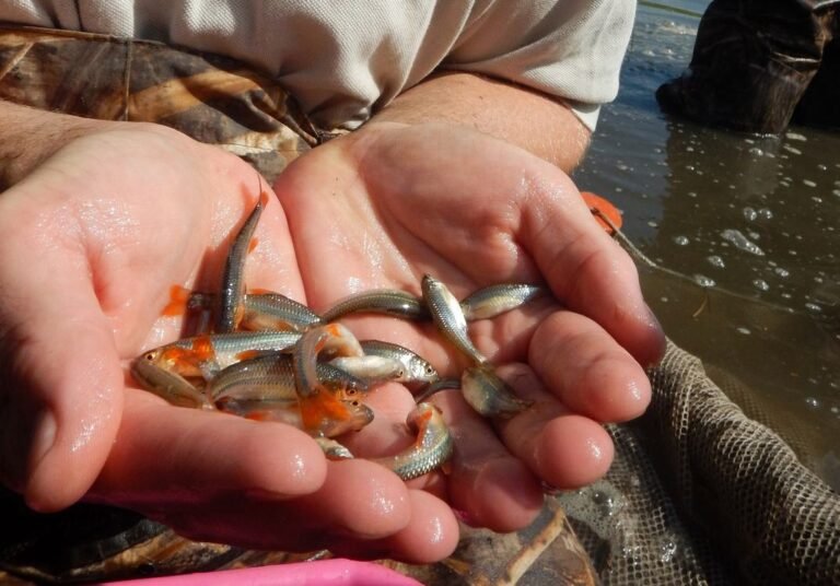 Hundreds of Ponds Restored Across Iowa Bring This Endangered Fish Back, Along with 100s of Species