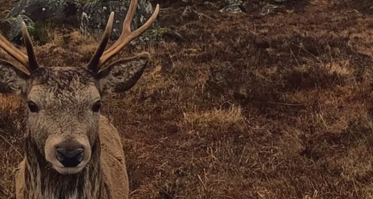 Magical Footage Shows Stag Strolling up to Lick a Man’s Camera Then Calmly Walking Away