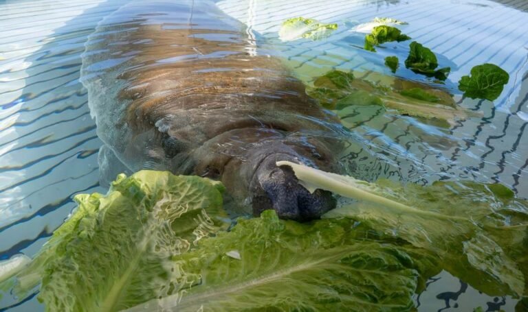 Manatee Stuck in Florida Storm Drain Showing Signs of Recovery After SeaWorld Rescued Him Manatee Stuck in Florida Storm Drain Showing Signs of Recovery After SeaWorld Rescued Him