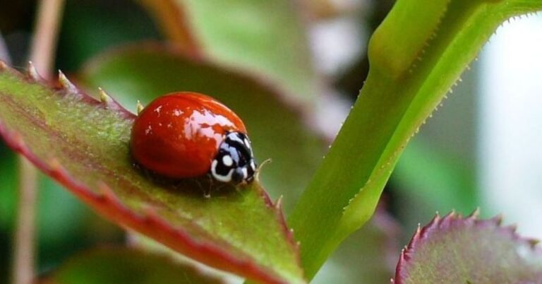 New ‘goth ladybug’ discovered in Japan Search