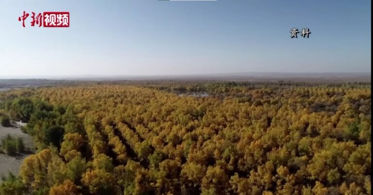 Planting Billions of Trees Turned Barren Desert into a Carbon Sink That Lowers Atmospheric CO2 Planting Billions of Trees Turned Barren Desert into a Carbon Sink That Lowers Atmospheric CO2