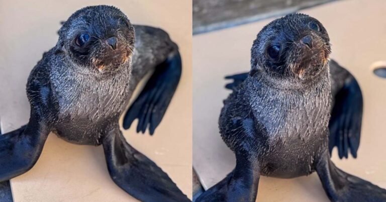 See these fur seal cubs thrive in rehabilitation Search