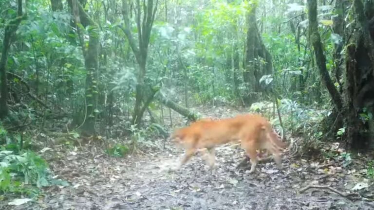 Thailand’s Mythical ‘Fire Tiger’ Captured on Trail Cam, One of the Rarest Sightings in the Cat World Thailand’s Mythical ‘Fire Tiger’ Captured on Trail Cam, One of the Rarest Sightings in the Cat World