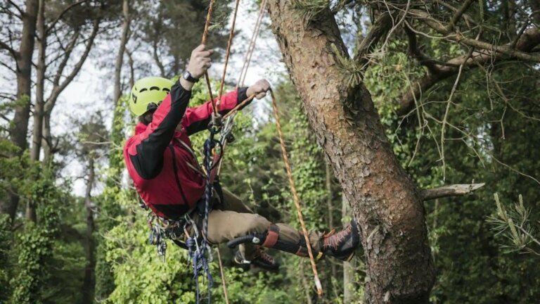 What is mindful tree climbing? What is mindful tree climbing?