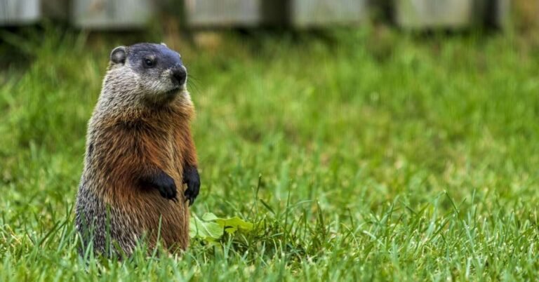 Why groundhogs have an important role to play on the planet Search