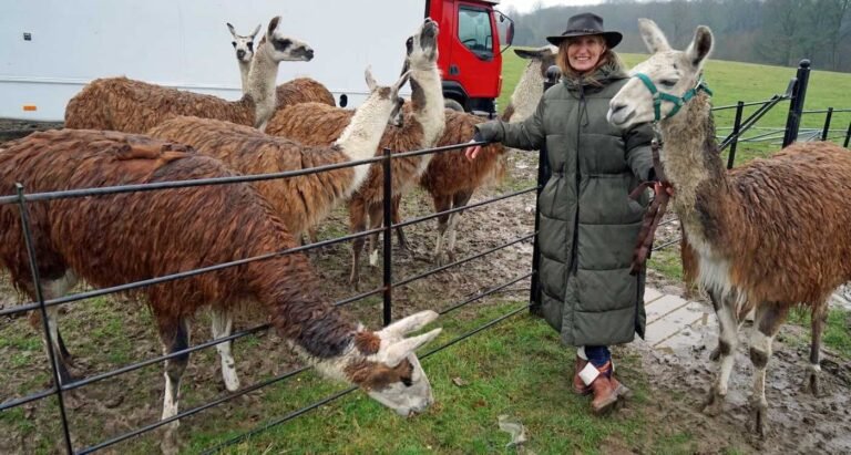 ‘Crime-Fighting’ Llamas Catch Thief by Surrounding Him in a Field Until Cops Arrive ‘Crime-Fighting’ Llamas Catch Thief by Surrounding Him in a Field Until Cops Arrive