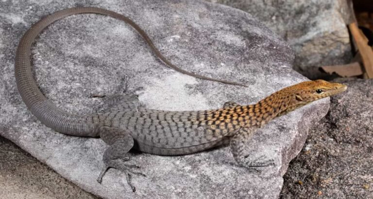 3 New Lizard Species Discovered in Australia–Including Stunning Orange-Headed Rock Monitor