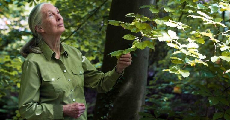 April 3 is officially declared ‘Jane Goodall Day’ Search