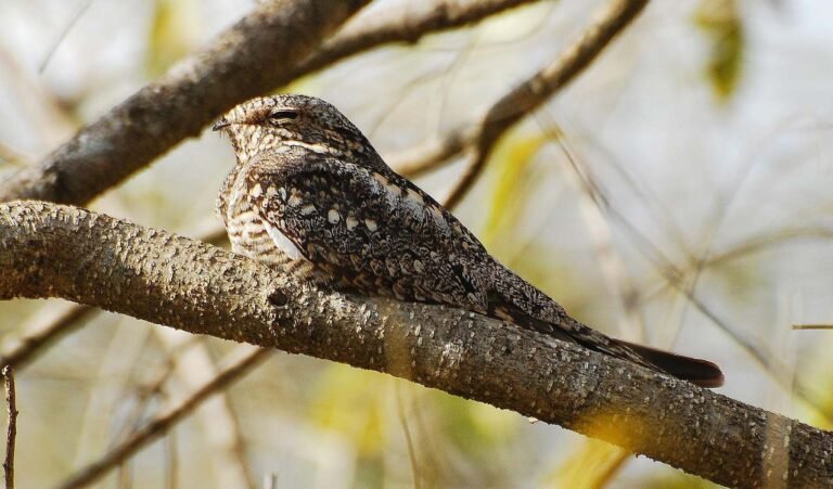Elusive Nightjar Populations Doubled in 5 Years, a ‘Remarkable Comeback’ Conservationists Say Elusive Nightjar Populations Doubled in 5 Years, a 'Remarkable Comeback' Conservationists Say