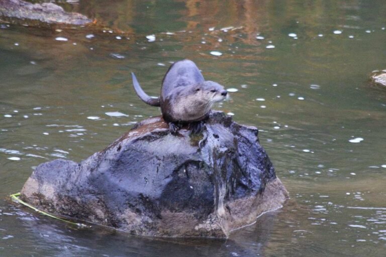 Great Lakes Otters Are a Conservation Success Story with Populations Flourishing in US and Ontario
