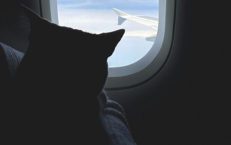 Greek Government Organizes ‘Animal Airlift’ to Evacuate Pets and Owners from the Gulf Greek Government Organizes 'Animal Airlift' to Evacuate Pets and Owners from the Gulf