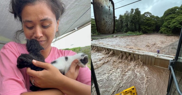 Hawaiian locals step in to save cats from mass flooding Search