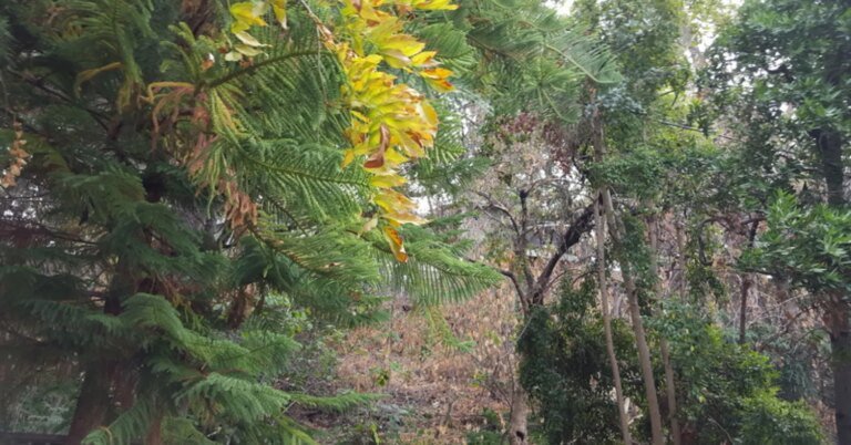 How Nature Can Restore Well-Being How Nature Can Restore Well-Being