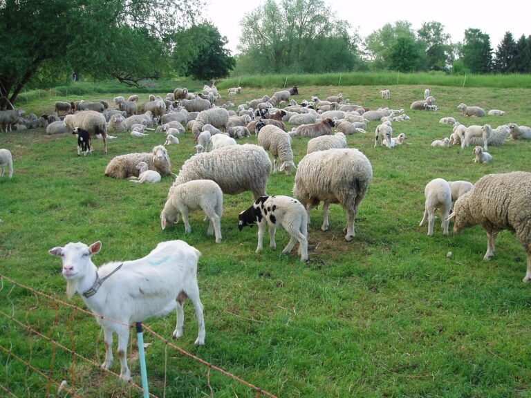 In A World of Goats, Be A Sheep https://www.facebook.com/profile.php?id=100063484929929