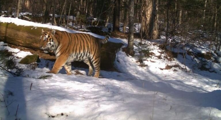 Kazakhstan Plants 37,000 Seedlings to Prepare for Imminent Return of Tigers