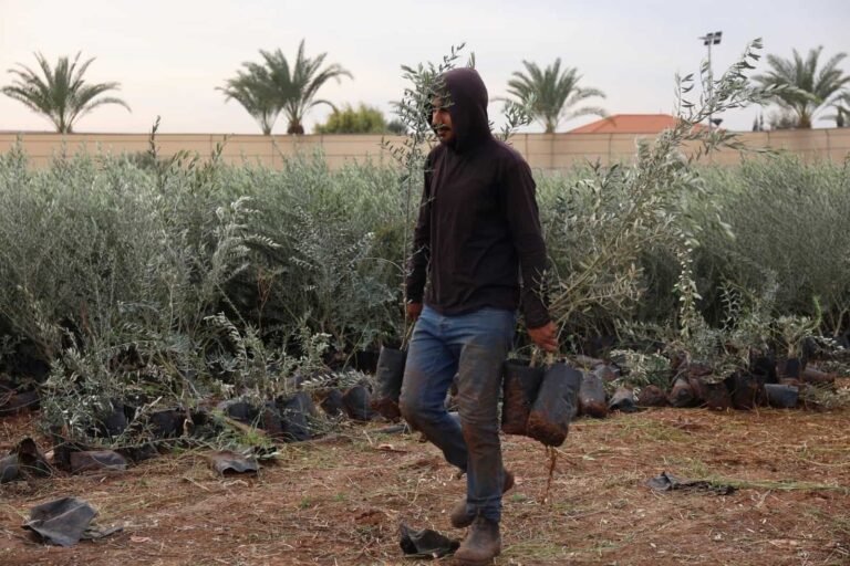 New olive groves plant hope across the West Bank New olive groves plant hope across the West Bank