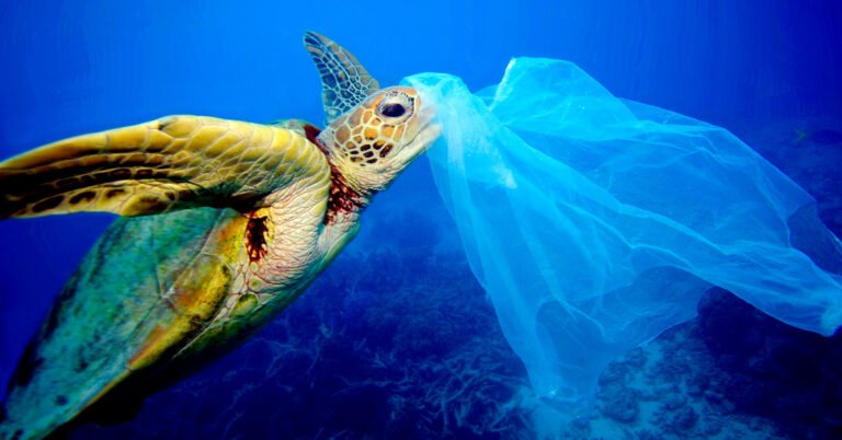 New website calculates marine life saved per trash cleanup Search