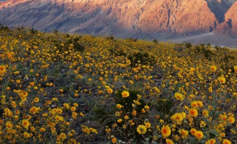Once-in-a-Decade Superbloom Carpets Death Valley in Beautiful, Colorful Life (LOOK)