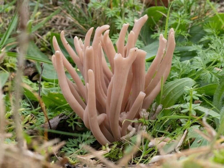 Rare Species of Pink 'Fairy Club' Fungus Discovered in UK for First Time