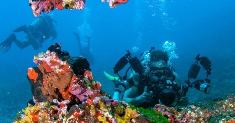 See the ‘underwater panda’ that divers discovered Search