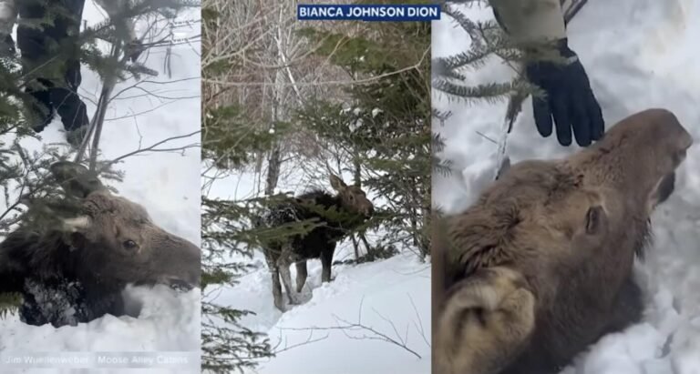 Snowmobilers Dig Exhausted Young Moose Out of the snow in New Hampshire Woods