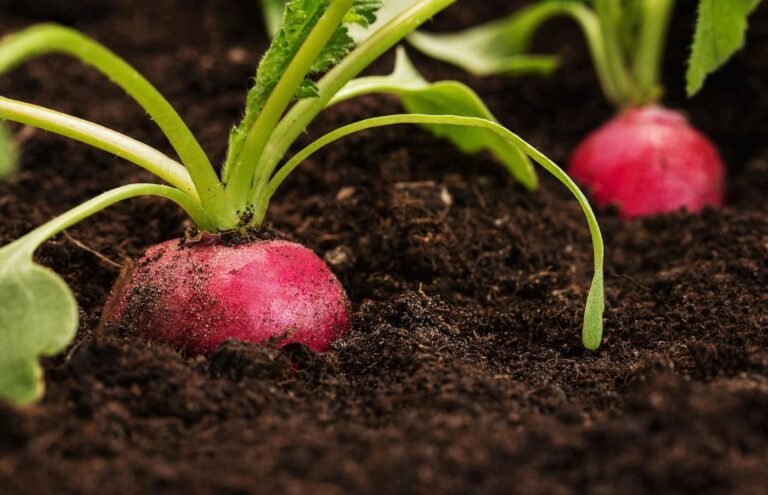 The link between healthy soil and a healthy body The link between healthy soil and a healthy body