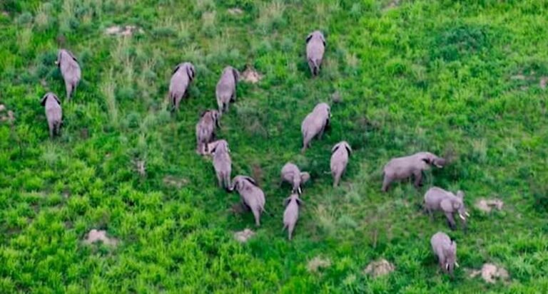 Virunga National Park Sees Hundreds of Elephants Return and Rare Gorilla Twins Born During Hopeful Year Virunga National Park Sees Hundreds of Elephants Return and Rare Gorilla Twins Born During Hopeful Year