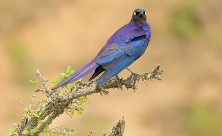 Visionary Birding Route Now Links 5 African Nations Along Ancient River Migratory Map