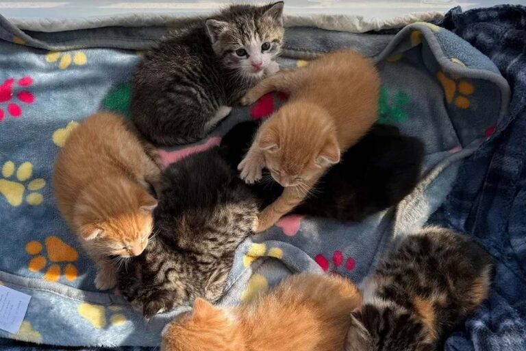 2 Litters of Kittens Discovered Living Atop a Shelf at Lowe’s 2 Litters of Kittens Discovered Living Atop a Shelf at Lowe's