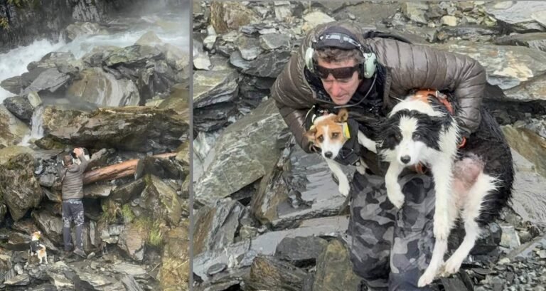 After Hiker Falls From Cliff, Dog is Left Behind Shivering Until Pilot Crowdfunds for Rescue Flight to Reunite Them After Hiker Falls From Cliff, Dog is Left Behind Shivering Until Pilot Crowdfunds for Rescue Flight to Reunite Them