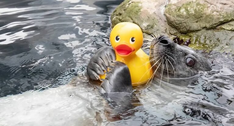 Aquarium Seal Loves His Rubber Duckie and Adorable Video Goes Viral (LOOK) Aquarium Seal Loves His Rubber Duckie and Adorable Video Goes Viral (LOOK)