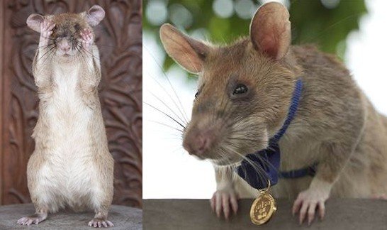 Cambodia Honors Minesweeping Hero Rat Who Cleared 100 Landmines with Memorial Statue Cambodia Honors Minesweeping Hero Rat Who Cleared 100 Landmines with Memorial Statue