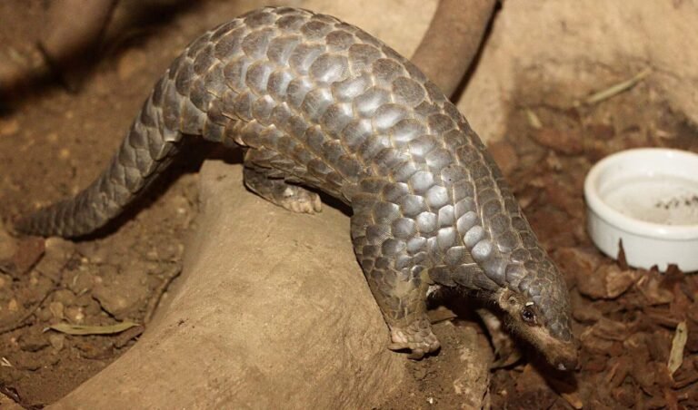 Chinese Pangolins Growing Steadily in the Wilds of Southern China for the First Time This Century Chinese Pangolins Growing Steadily in the Wilds of Southern China for the First Time This Century