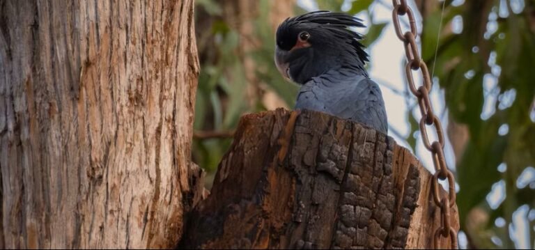 Endangered Cockatoos Finally Hatch Chick in Artificial Nest, a Promise of Conservation Success Endangered Cockatoos Finally Hatch Chick in Artificial Nest, a Promise of Conservation Success