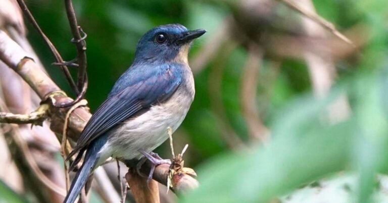 Five ‘missing’ bird species rediscovered in 2025 Search