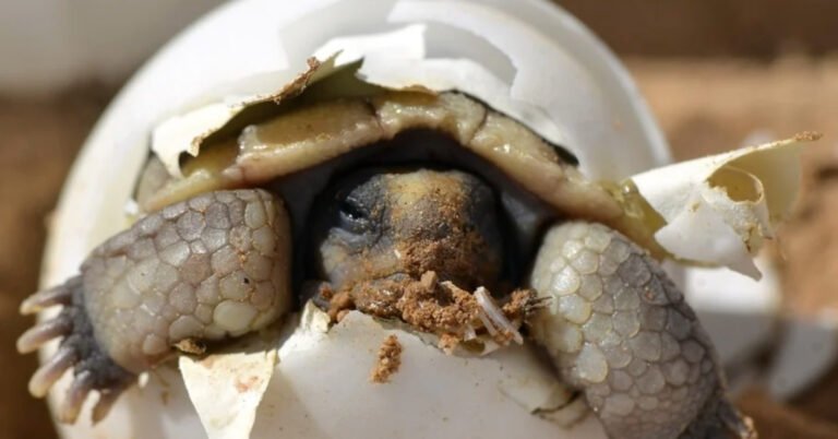 Florida volunteers save 4,000 sea turtle eggs Search